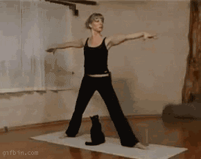 yoga animals being dicks GIF