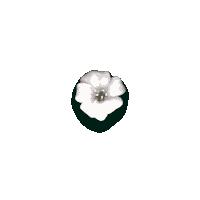 Fun Flower Sticker by Paola Hibiki