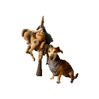 Headless Horseman Daschund Sticker by Geekster Pets