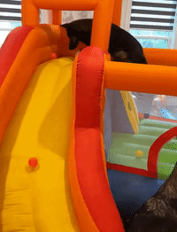 Dogs Play on Bouncy Castle