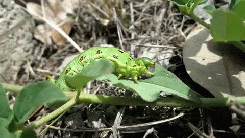 insects GIF