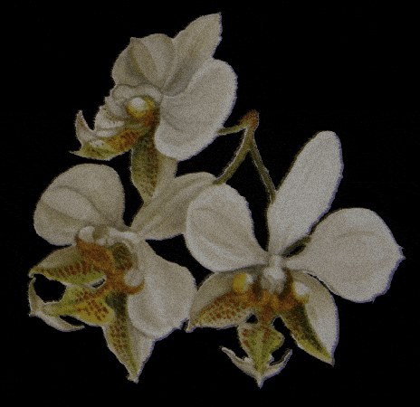 Phalaenopsis GIF by Dr.Soil