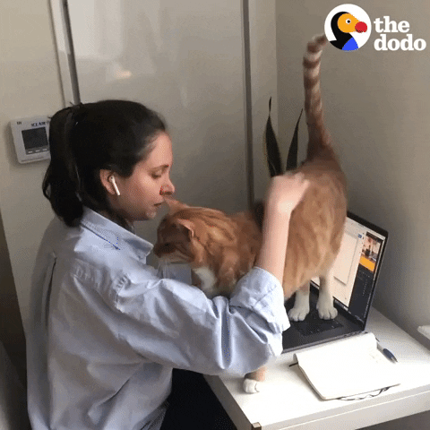 Work From Home Pets GIF by The Dodo