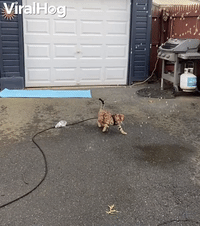 Bengal Cat Goes Wild for Water