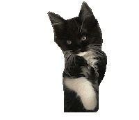 Cat Calico Sticker