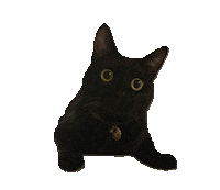 Cat Calico Sticker