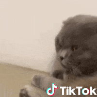 Smettila GIF by TikTok Italia