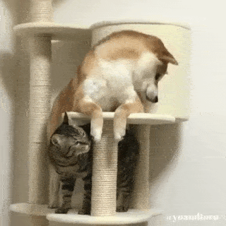 cuteanimalland giphyupload GIF