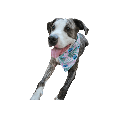 Pit Mix Sticker by Geekster Pets