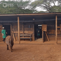 Pbs Nature Elephant GIF by Nature on PBS
