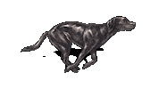 GranataPetOfficial dog running run hund Sticker