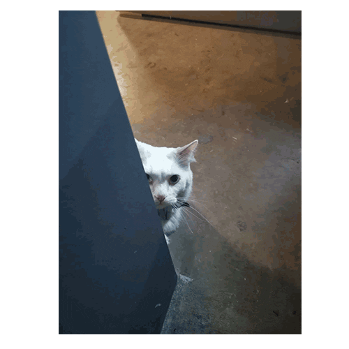Cat Sticker