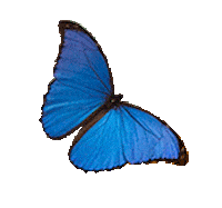 butterfly Sticker by Eden Fine Art Gallery