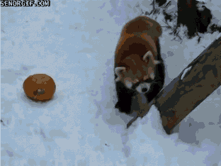 Red Pandas Pumpkins GIF