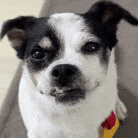 Happy Puppy GIF