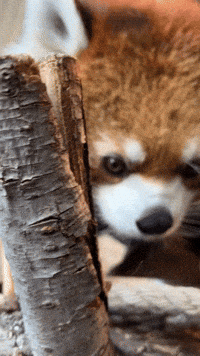 Red Panda Look GIF by Valley Zoo Development Society