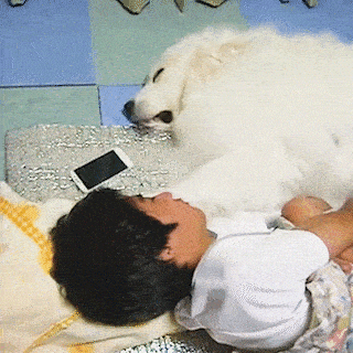 cuteanimalland giphyupload GIF