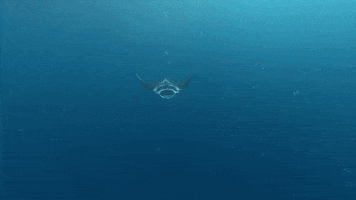 Manta Ray Swimming GIF by Oceana