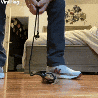 Toad on a Leash