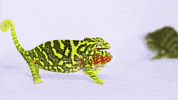 natgeowild nat geo wild chameleon GIF