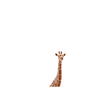 Jump Love Sticker by Schleich Inc.