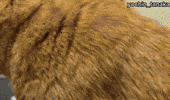 Excuse Me What GIF