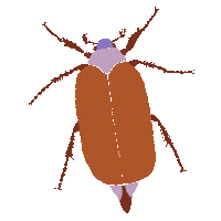 Bug Beetle Sticker