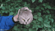 GIF by Silwale