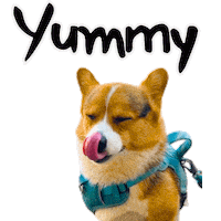 Corgi Milo Sticker