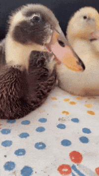 Friends Duck GIF