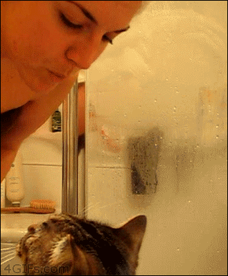cat greeting GIF