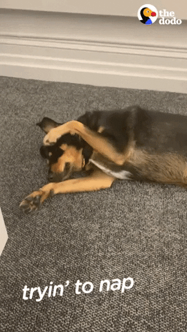 Dog Office GIF by The Dodo