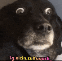 Dog Fear GIF
