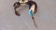 Crab GIF