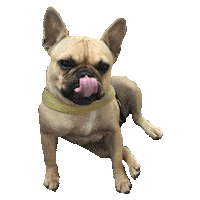 Dog Crossfit Sticker by CrossfitOverfront