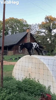 Goat Pushes Its Luck Jumping Fence 