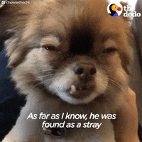 dog chihuahua GIF by The Dodo