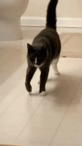 jermbly giphyupload GIF
