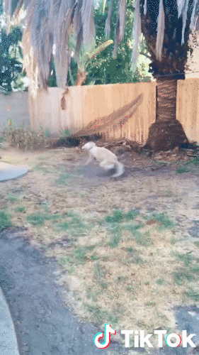 Chien Pirouette GIF by TikTok France