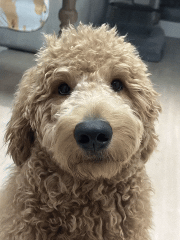 Dog Thinking GIF by Unlimited Books PH