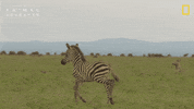 National Geographic Africa GIF by Nat Geo Wild