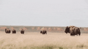 kansas GIF