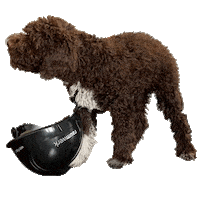 Enzo Bürohund Sticker by raumwerk