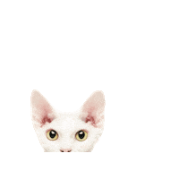 Cat Vhp Sticker by Mirai Bay