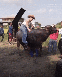 Pet Thai GIF