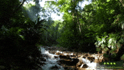JaneGoodallInst nature forest wildlife jungle GIF