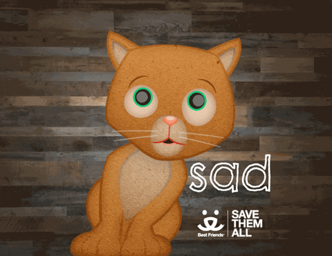 Cat Reaction GIF by Best Friends Animal Society