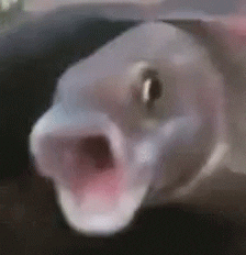 Video gif. Fish jitters around super fast, its lips in an oh shape like it’s yelling, “Ohhhh!”