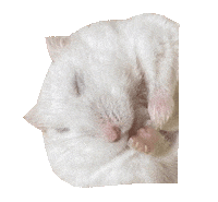 くろろもでる Sticker