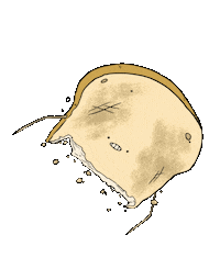 Toast Sticker by crumblytoast